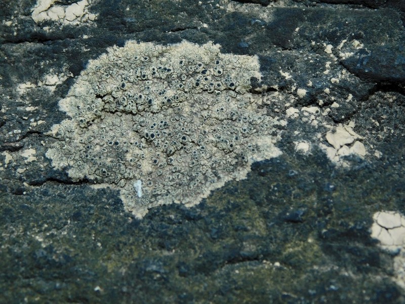 Rinodina Lichen photo 6