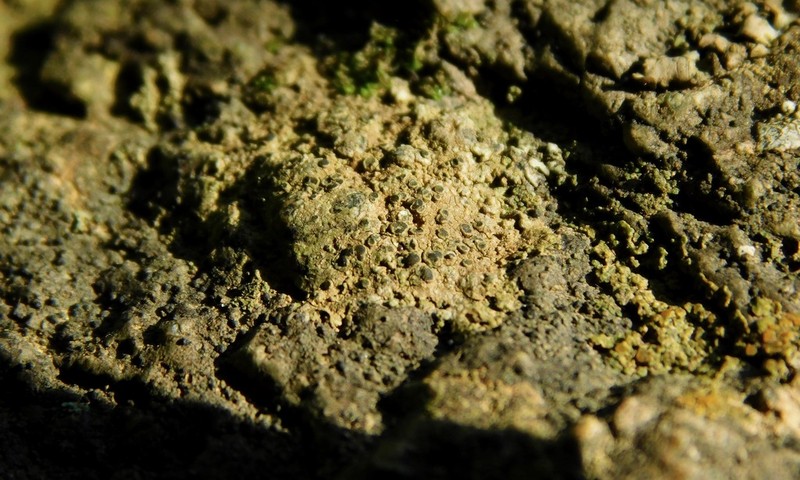 Rinodina Lichen photo 7