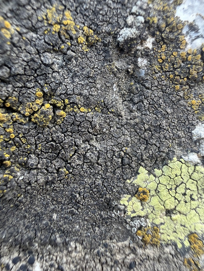 Rinodina Lichen photo 8