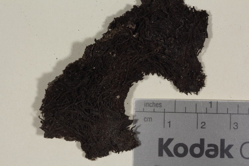 Rinodina Lichen photo 3