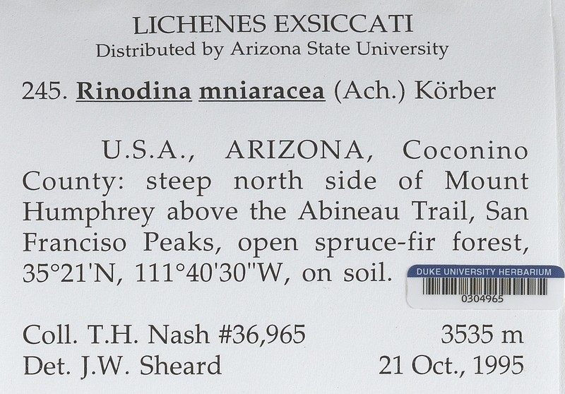 Rinodina Lichen photo 7