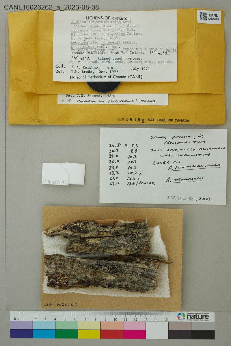 Rinodina Lichen