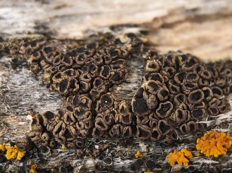 Rinodina Lichen