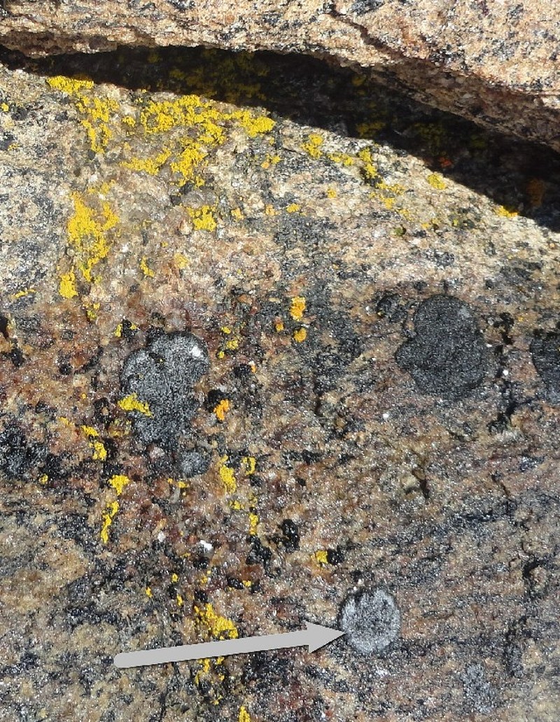 Rinodina Lichen photo 2