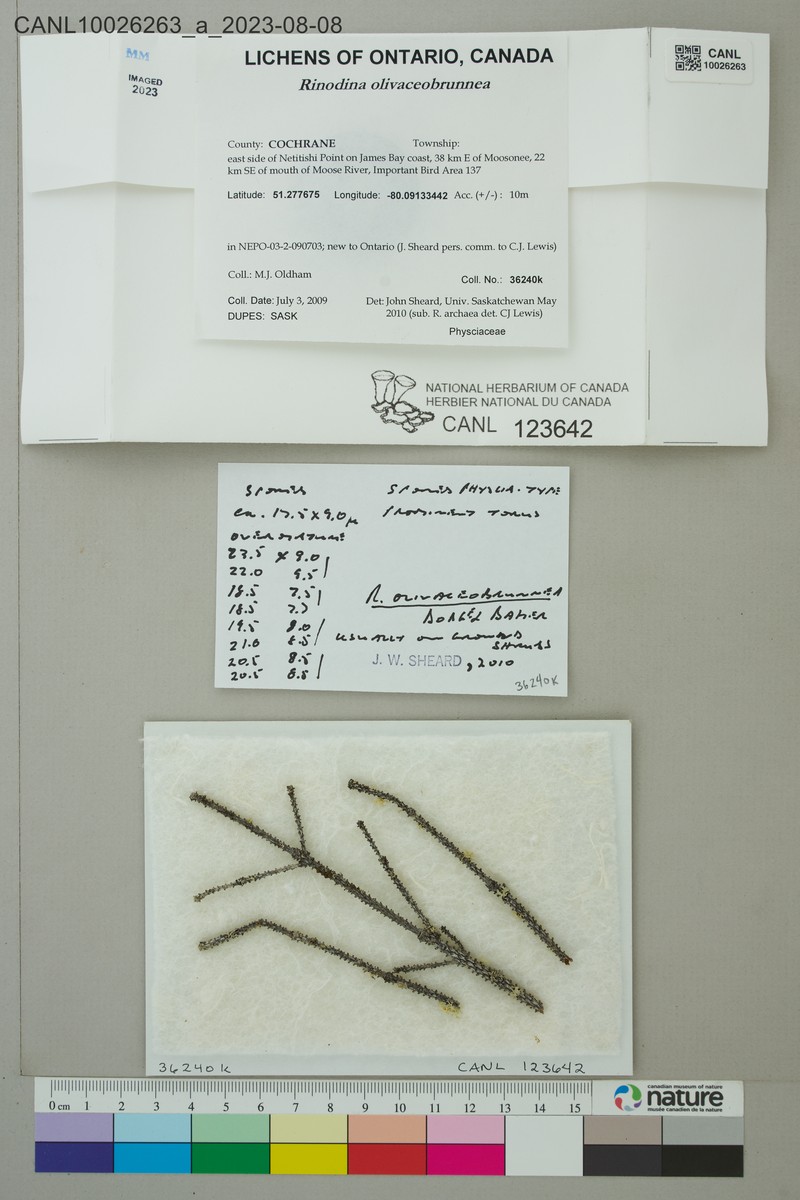 Rinodina Lichen photo 3