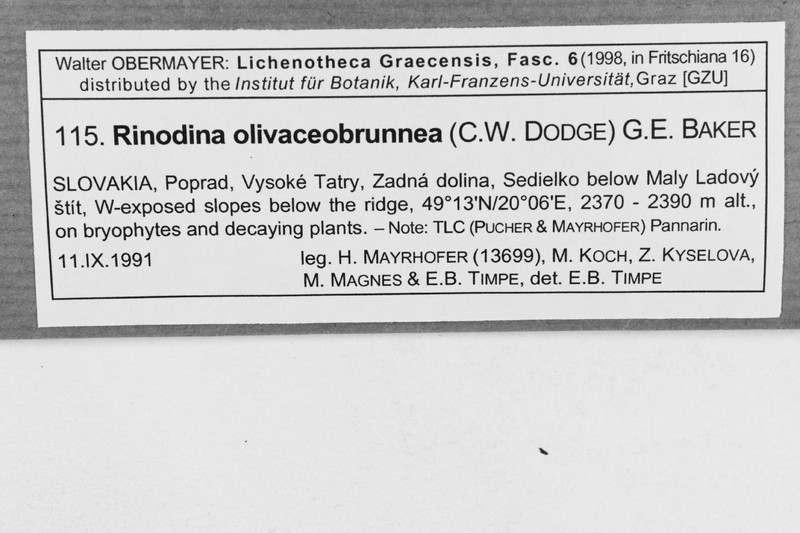 Rinodina Lichen photo 7