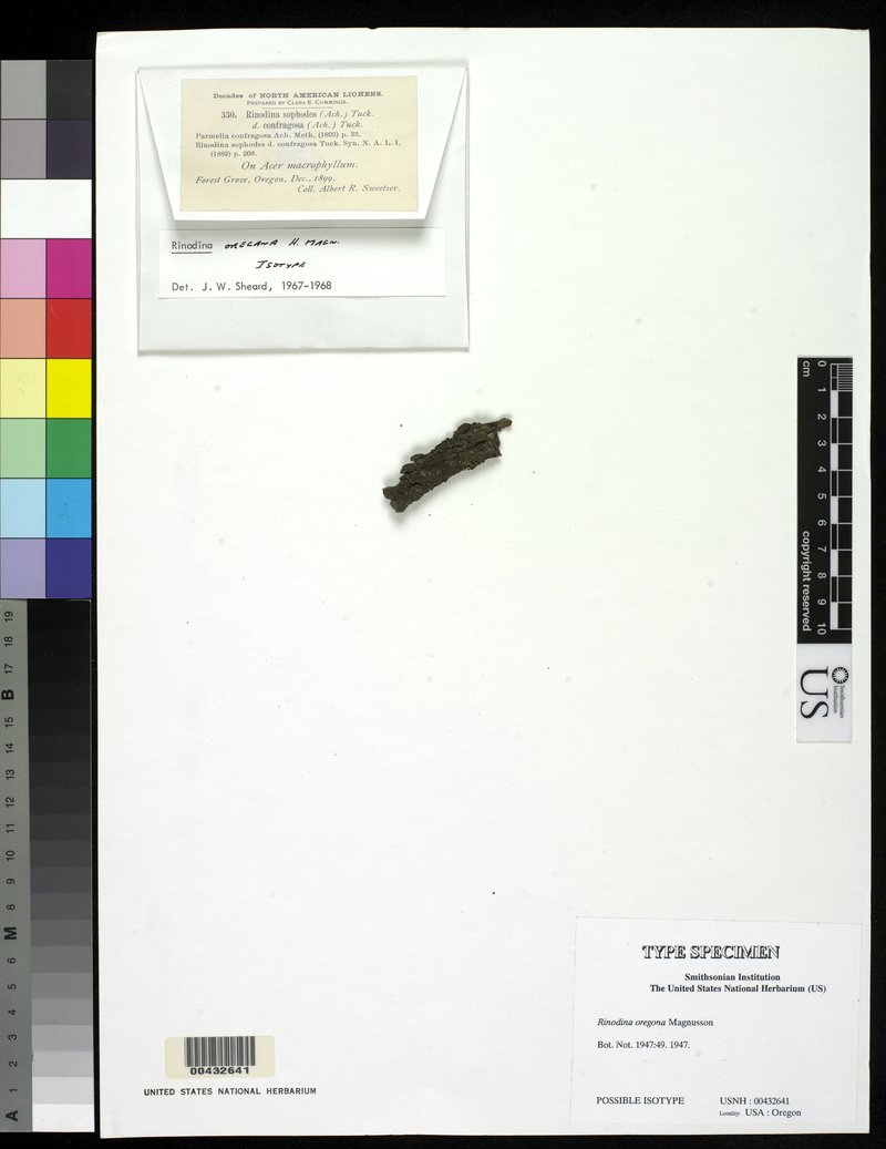Oregon Rinodina Lichen