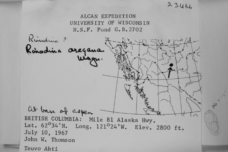 Oregon Rinodina Lichen photo 2