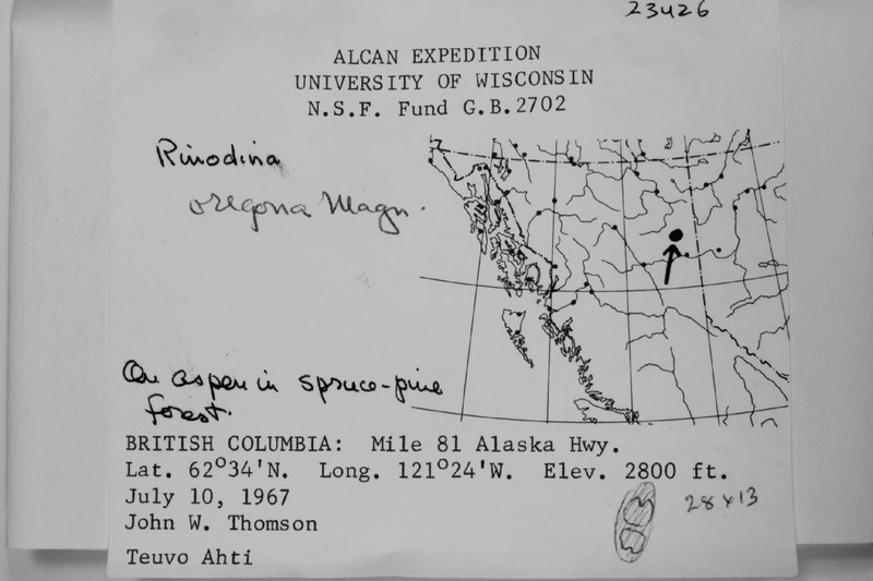Oregon Rinodina Lichen photo 3