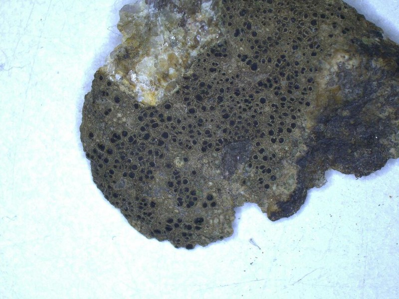 Rinodina Lichen