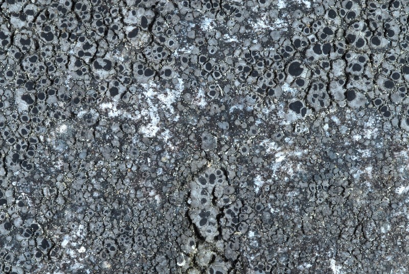 Rinodina Lichen photo 2