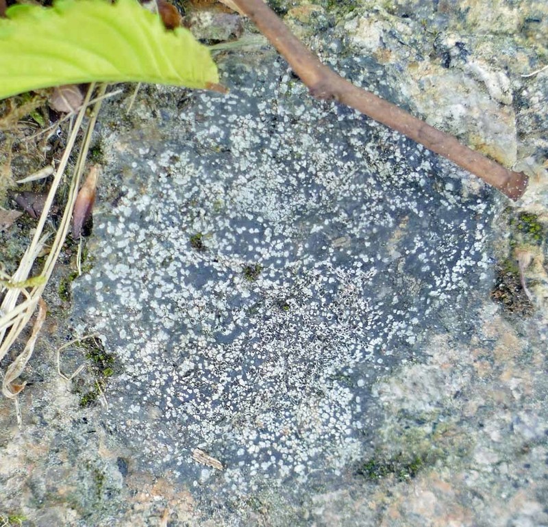 Rinodina Lichen photo 3
