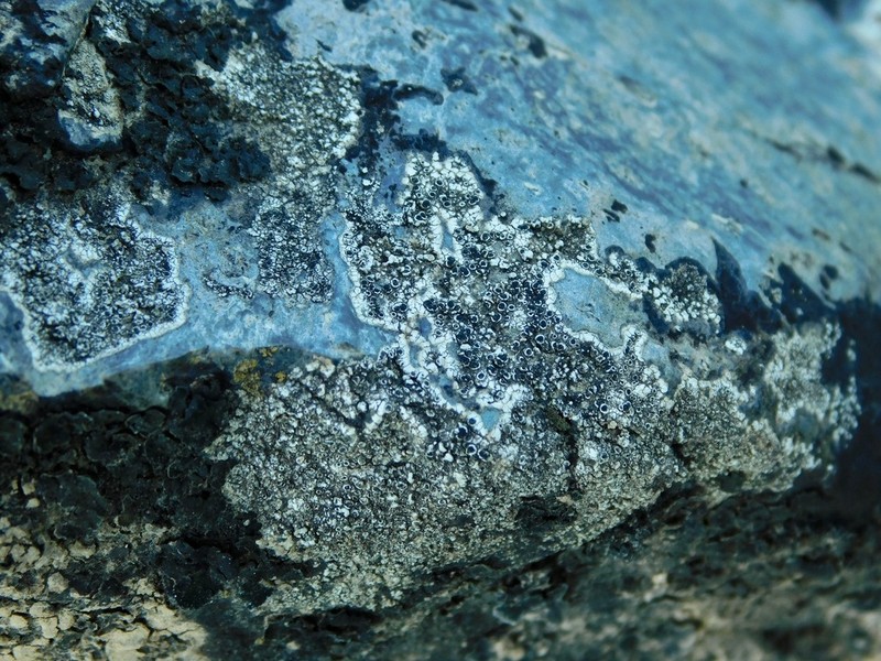 Rinodina Lichen photo 4