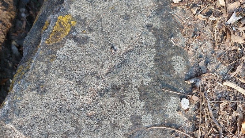 Rinodina Lichen photo 5