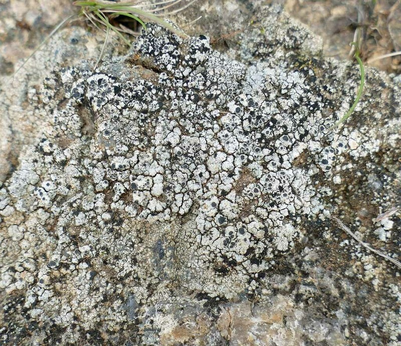 Rinodina Lichen photo 6