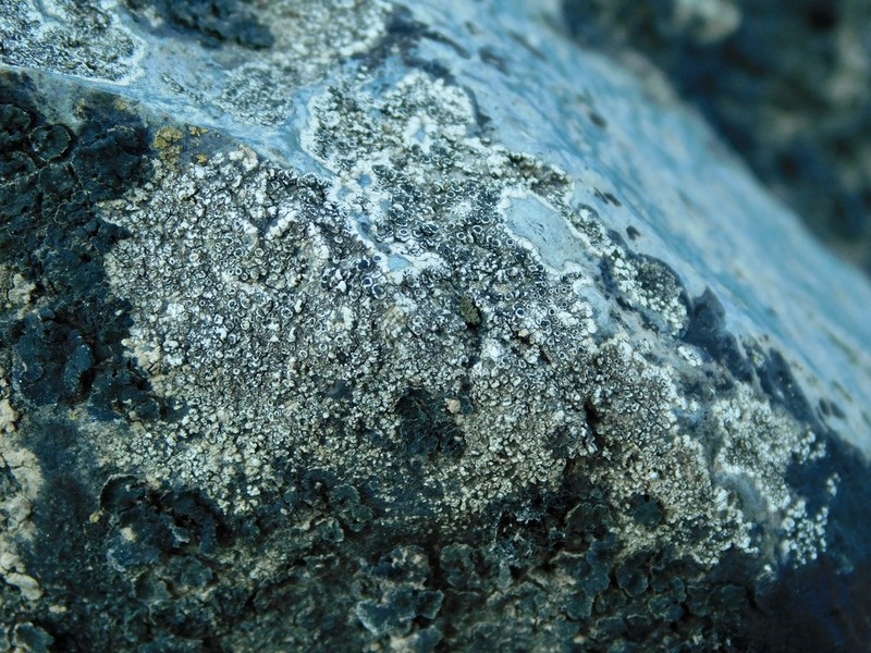 Rinodina Lichen photo 7