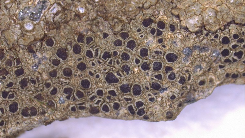 Rinodina Lichen photo 8
