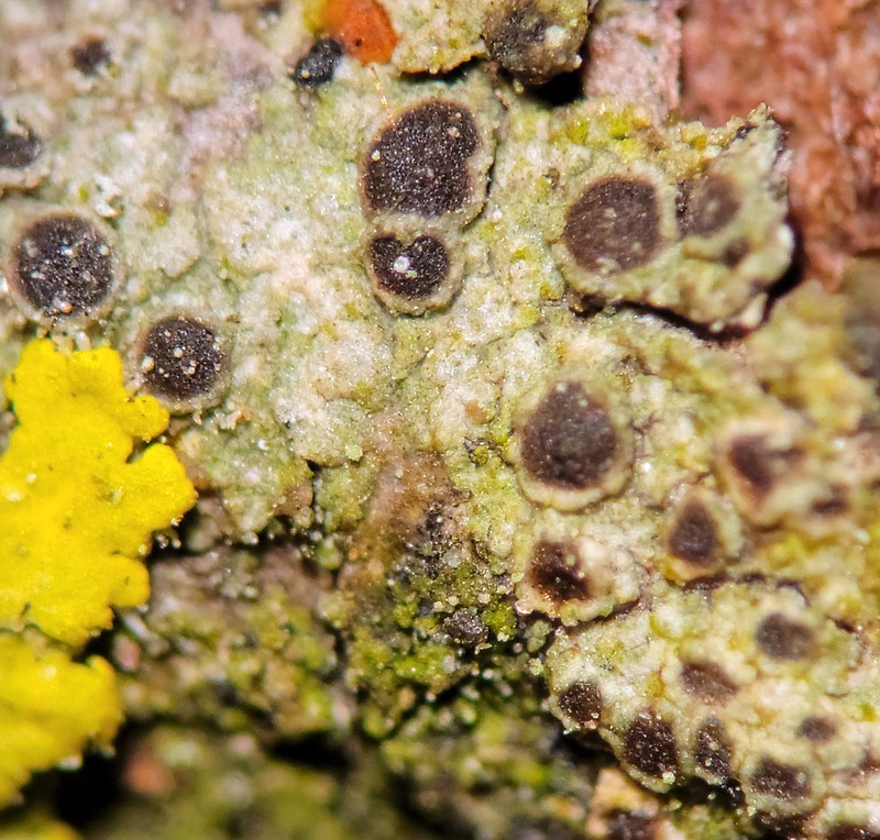 Rinodina Lichen