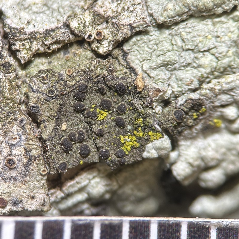 Rinodina Lichen photo 2