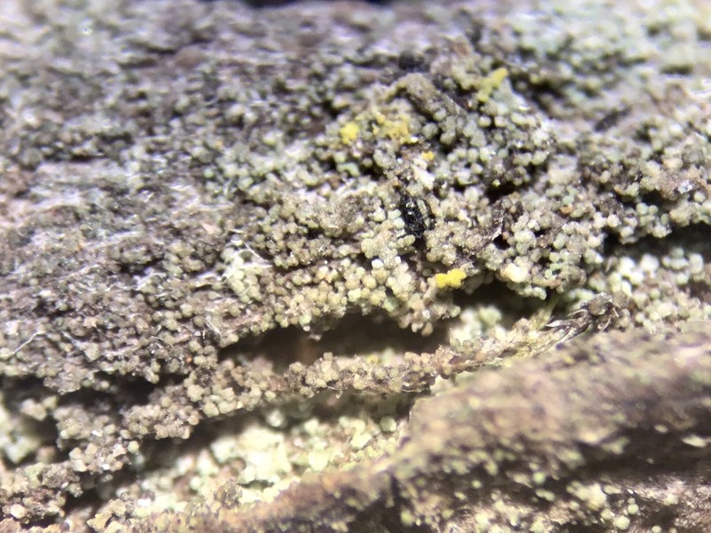 Papillate Rinodina Lichen