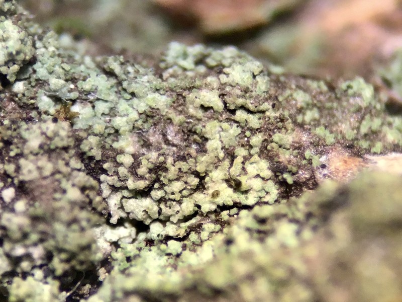 Papillate Rinodina Lichen photo 2