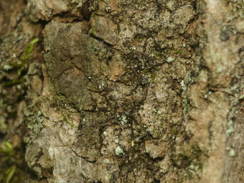 Papillate Rinodina Lichen photo 3