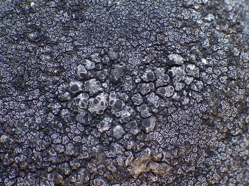 Parasite Rinodina Lichen