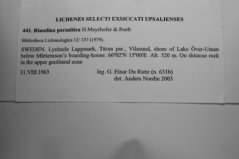 Parasite Rinodina Lichen photo 3