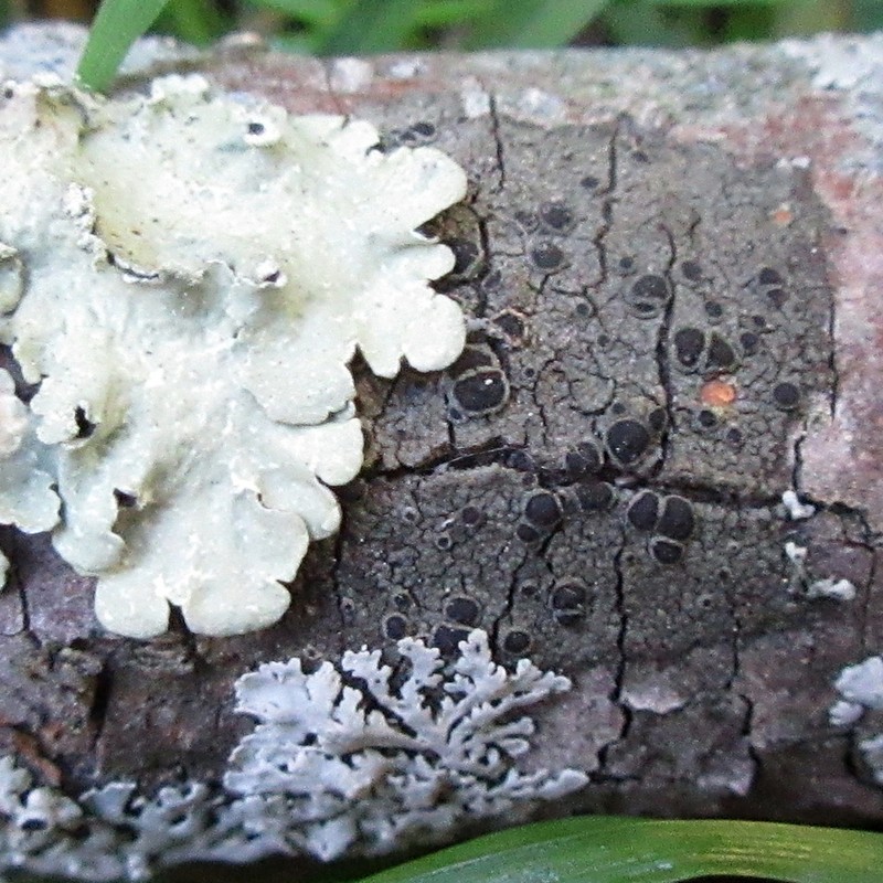 Rinodina Lichen