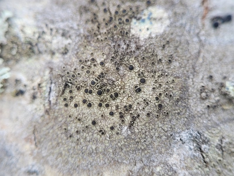 Rinodina Lichen photo 2