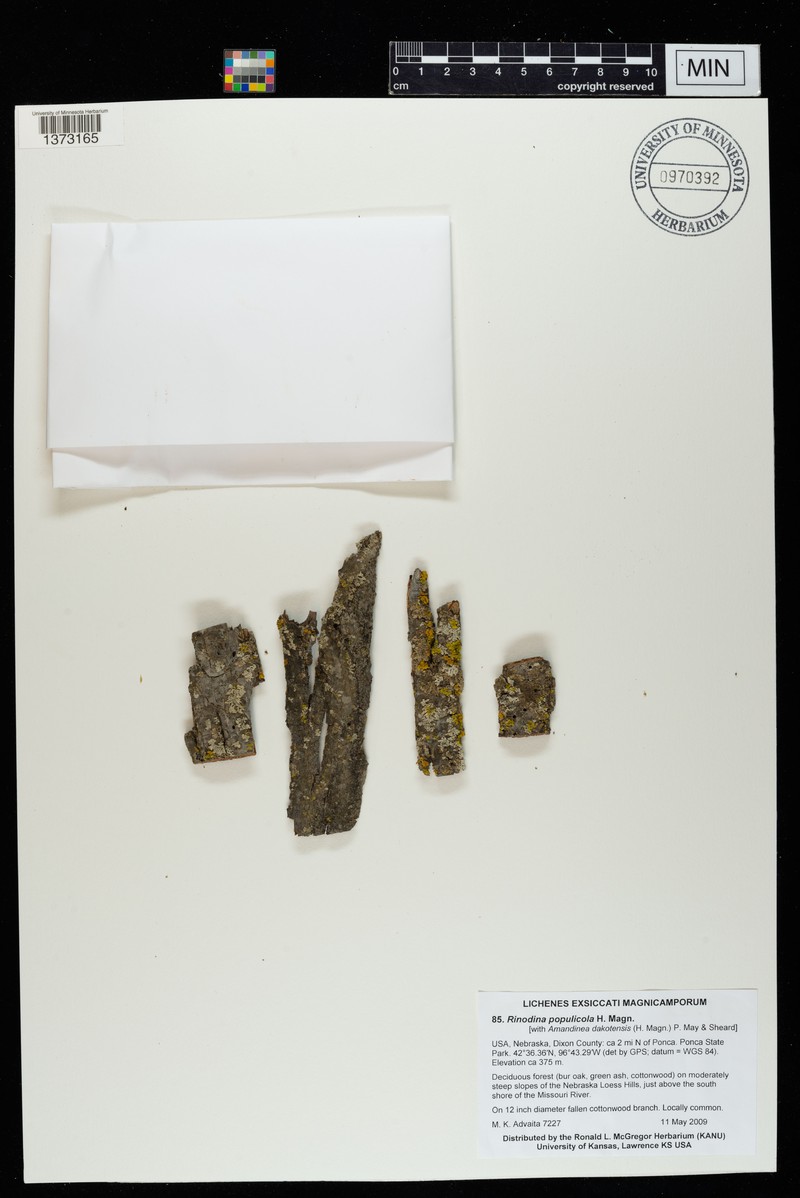 Rinodina Lichen photo 5