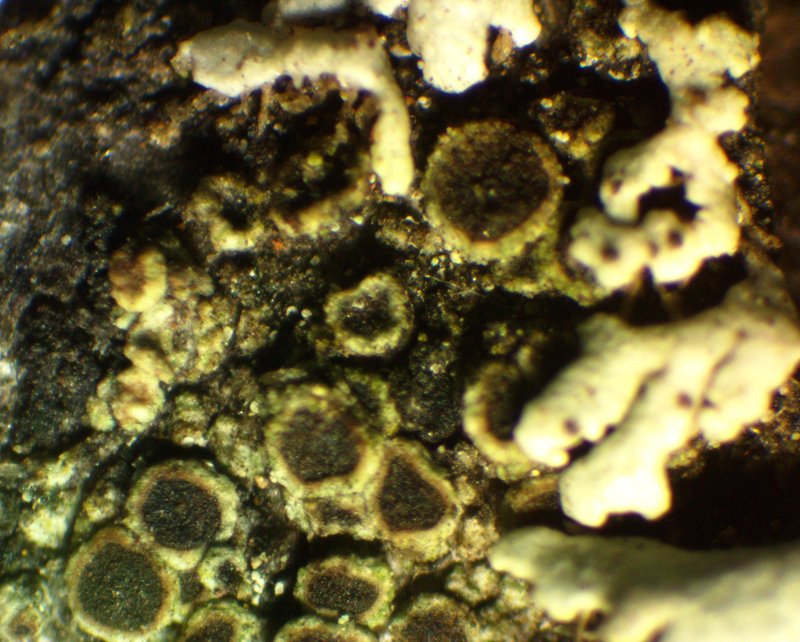 Rinodina Lichen