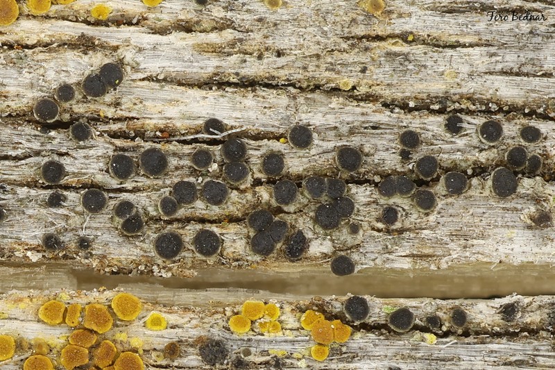 Rinodina Lichen