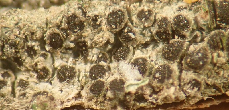 Rinodina Lichen photo 2
