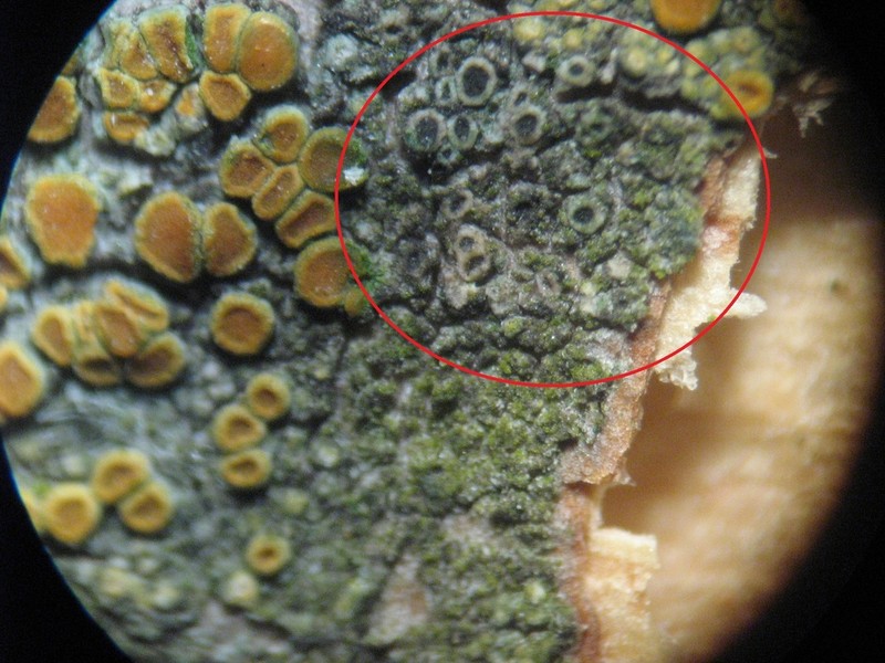 Rinodina Lichen photo 3