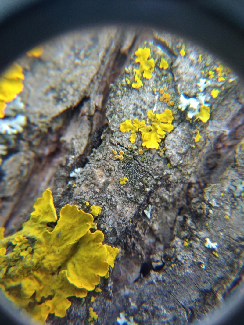 Rinodina Lichen photo 4