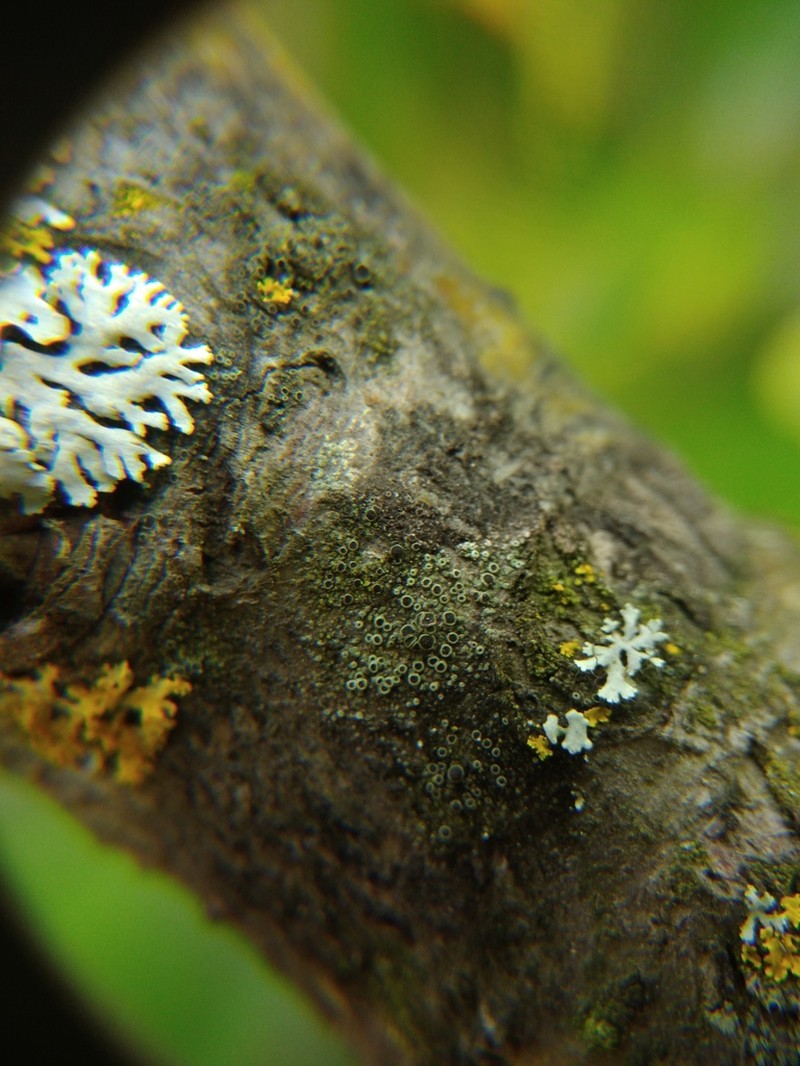 Rinodina Lichen photo 5
