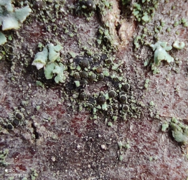 Rinodina Lichen photo 6