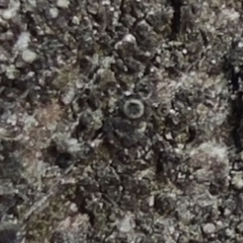 Rinodina Lichen photo 7