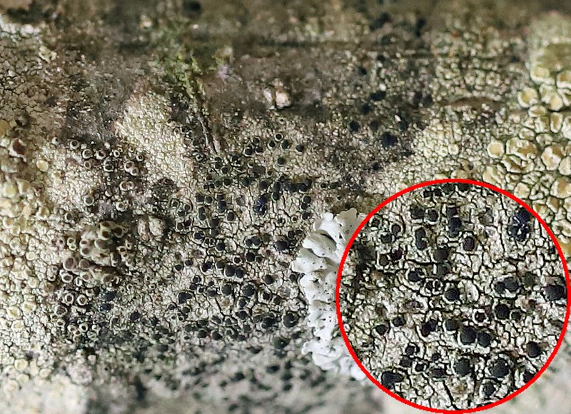 Rinodina Lichen photo 8