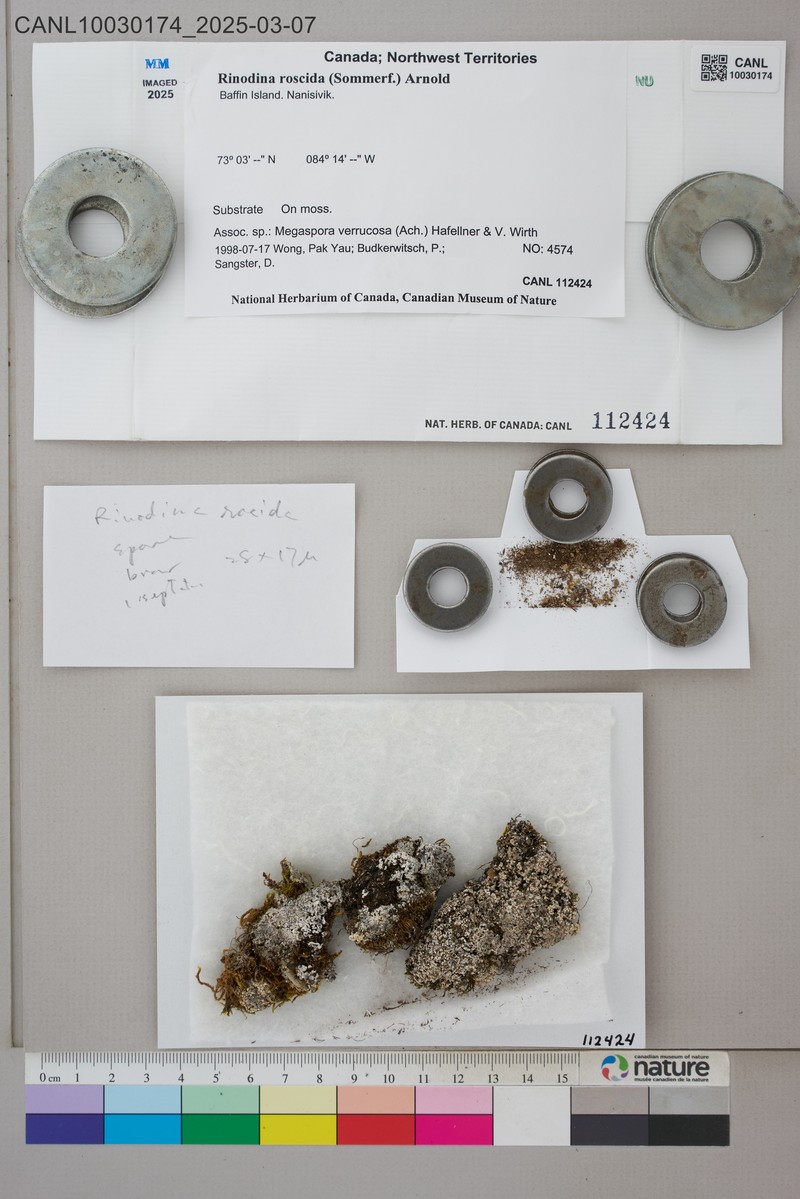 Rinodina Lichen photo 2