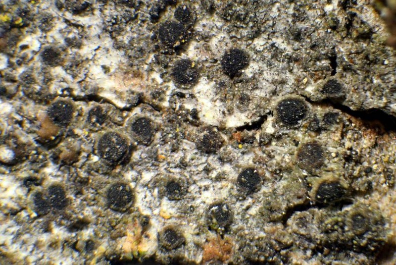 Santa Monica Rinodina Lichen