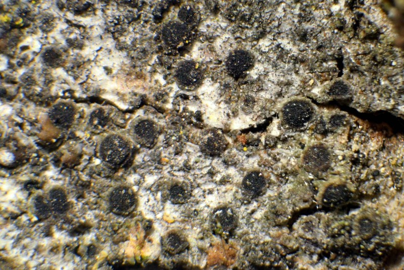 Santa Monica Rinodina Lichen photo 2