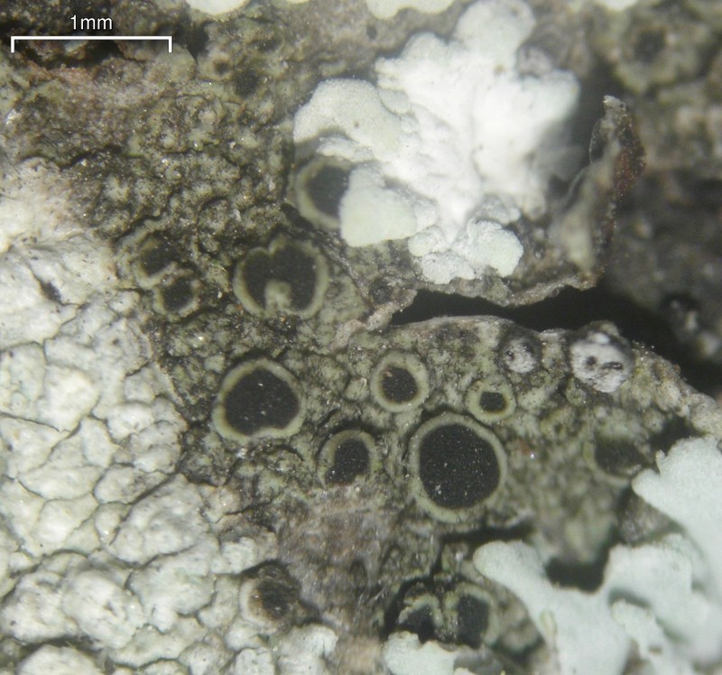 Santa Monica Rinodina Lichen photo 3