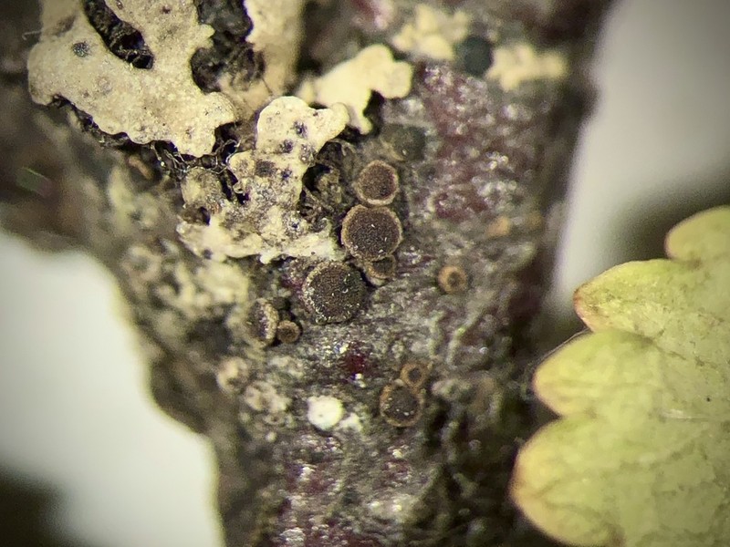 Rinodina Lichen