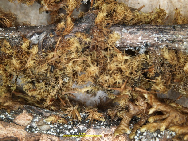 Rinodina stictica photo 2