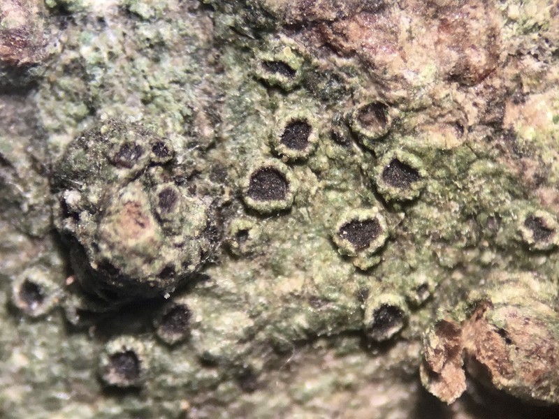 Rinodina Lichen
