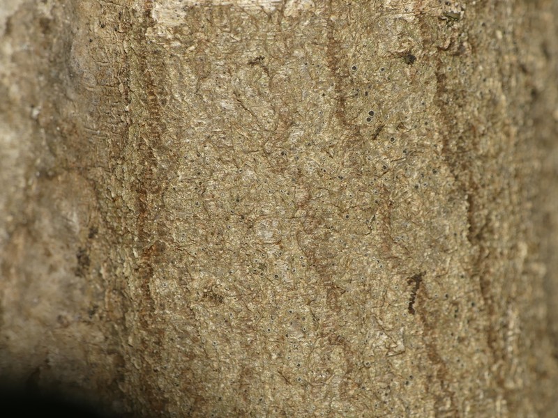 Rinodina Lichen photo 2