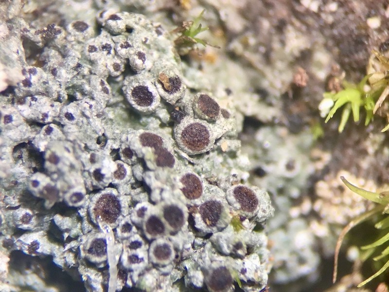 Rinodina Lichen photo 3