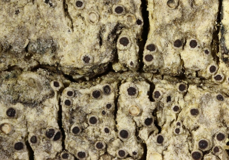 Rinodina Lichen photo 4